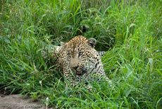 leopard (10 von 60).jpg
